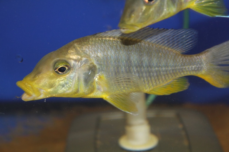 Taeniolethrinops furcicauda 'Ntekete'